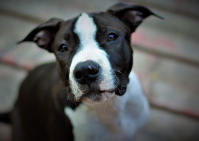 black-white-dog-closeup